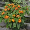 Lantana camara 'Gem™ Ruby' – sadzonka